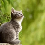 Як обрати підходящий корм для котів