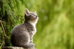Як обрати підходящий корм для котів