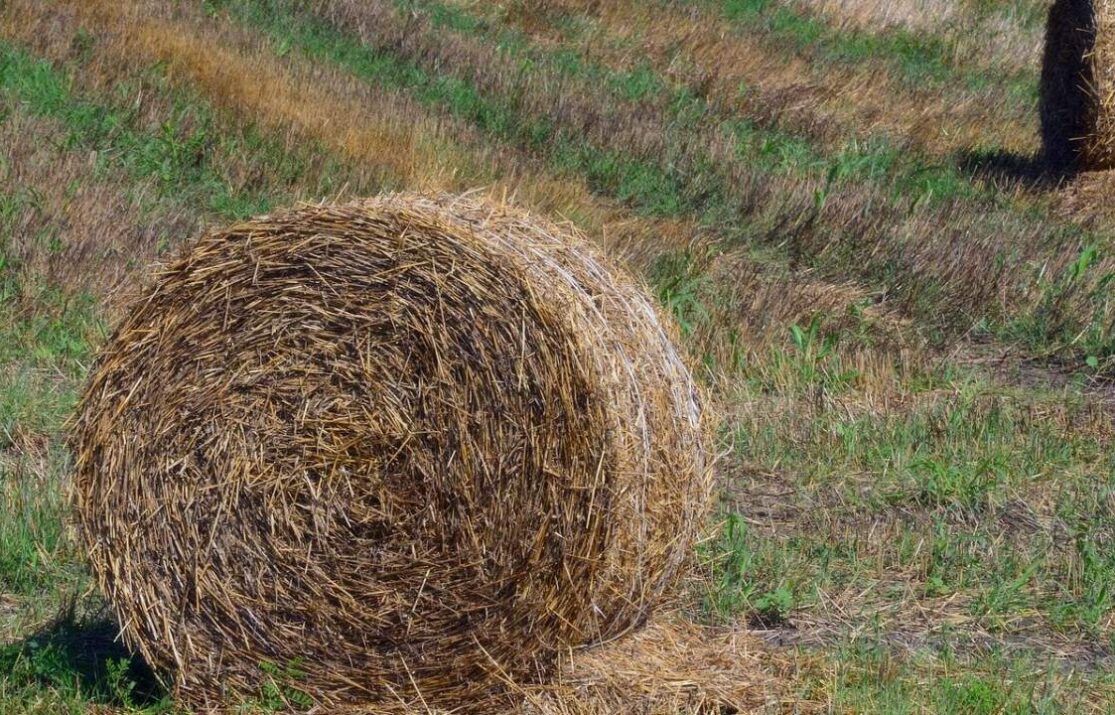 До чого сниться сіно