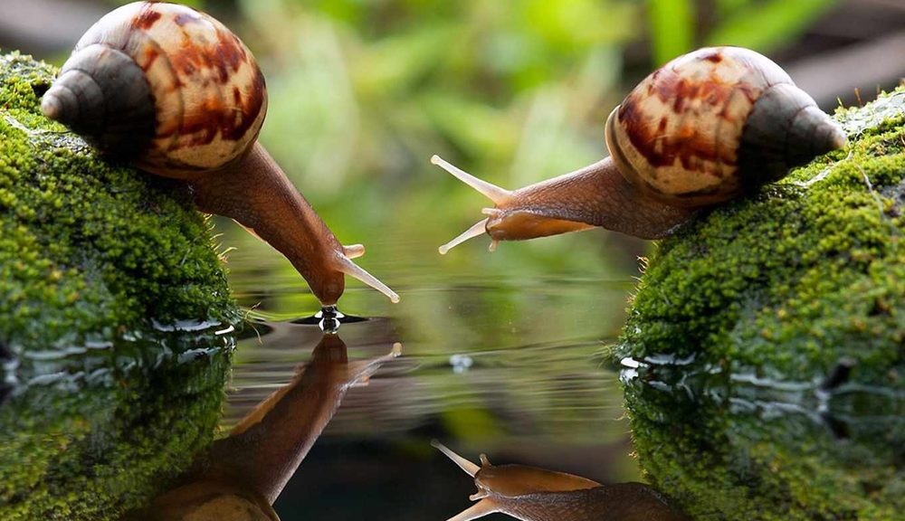 До чого сниться равлик