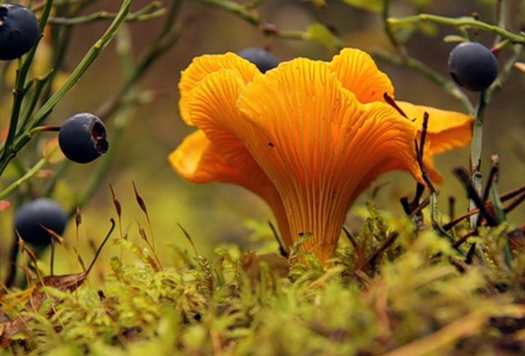 Як приготувати смачні лисички: секрети та поради