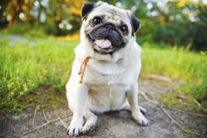 Таблетки Vetmedin для собак: эффективная поддержка сердца при сердечной недостаточности
