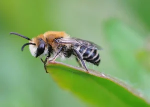 С чего начать пасеку в 2026 году: пошаговое руководство для новичков