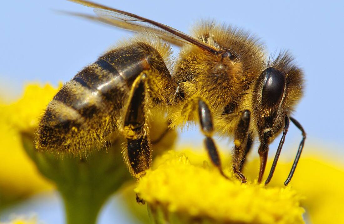 Почему важно выбрать качественные ульи для пчёл