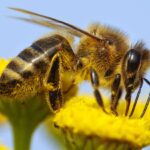 Почему важно выбрать качественные ульи для пчёл