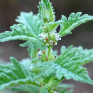 Bugleweed Tincture vs Kelp Iodine Drops: Why They Are Different Purchases